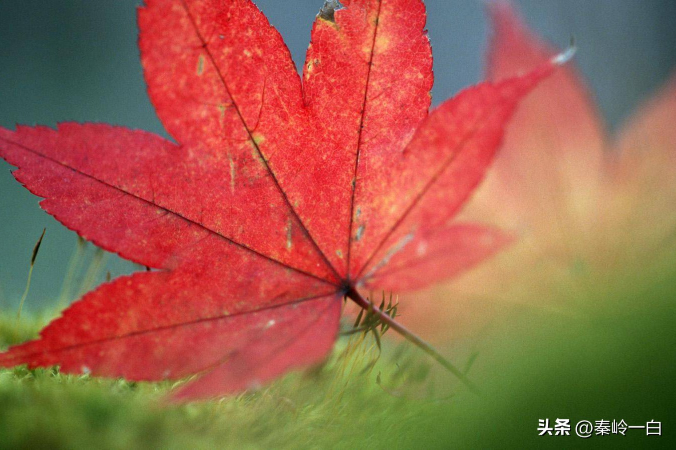 初唐四杰卢照邻的诗,初唐四杰卢照邻