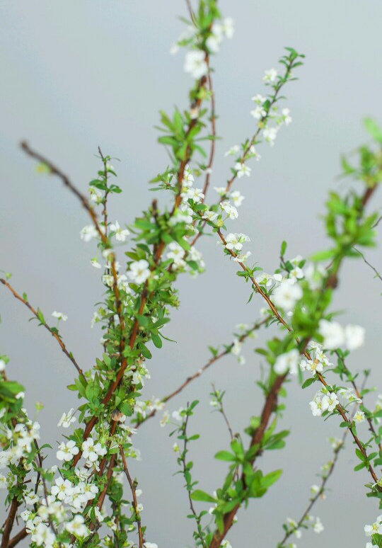 6种年宵花现在买最省钱,年宵花怎么养才旺财