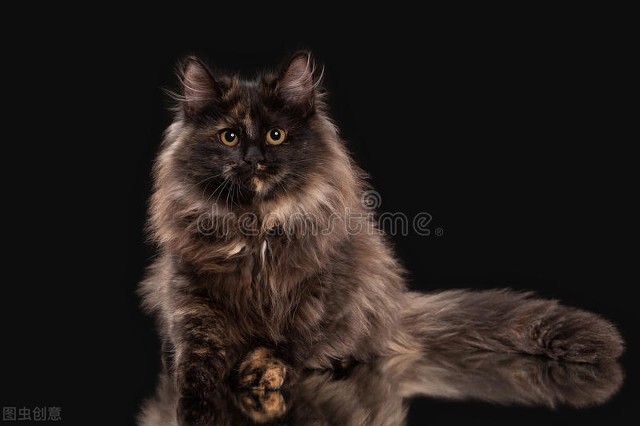 关于猫的7个谣言 (关于猫的七个谣言)