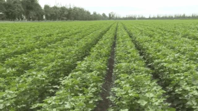 棉花打顶助农增收,棉花打顶促增收