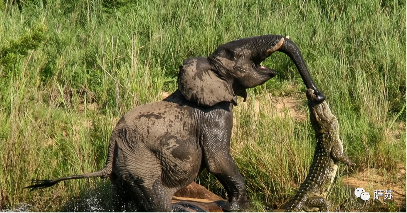 韩愈是怎么赶走鳄鱼的,韩愈写给鳄鱼的话