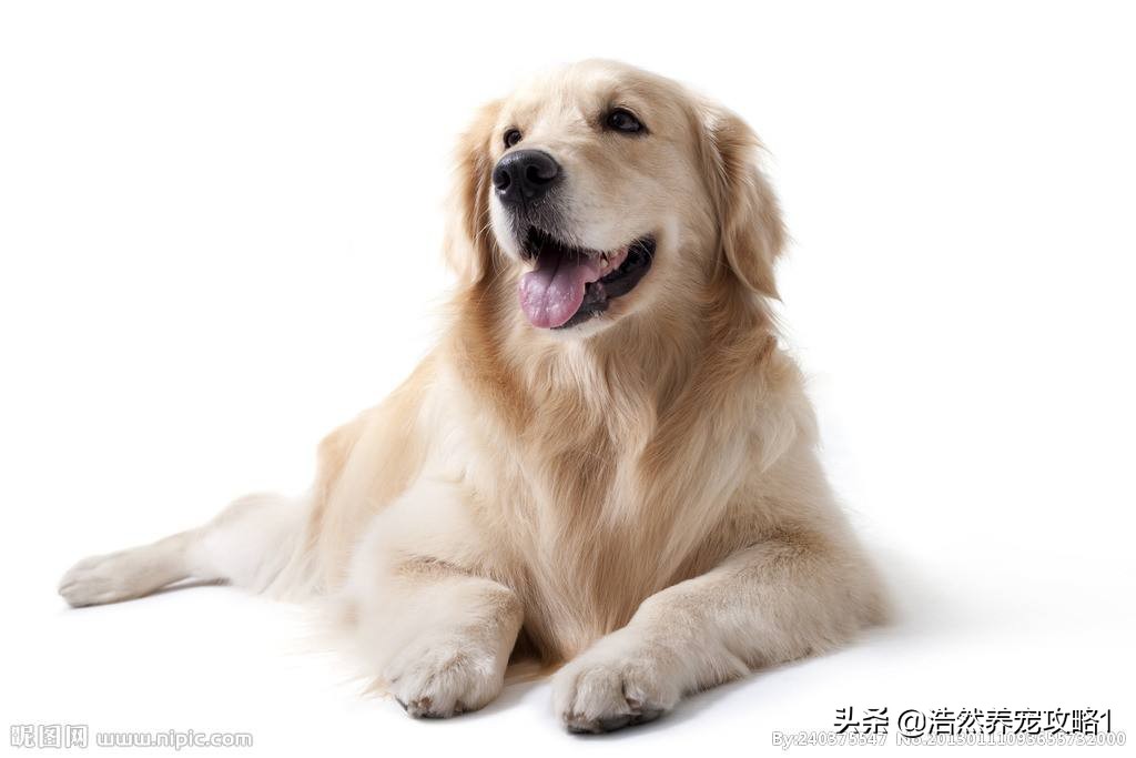 狗狗发抖怎么办因为缺钙怎么治,狗狗缺钙抽搐和癫痫有什么区别