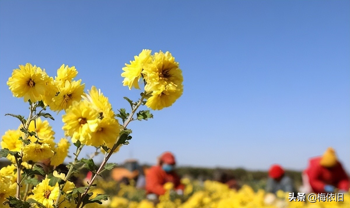 春季最适合喝的十款花茶,春天养肝护肝喝什么花茶好