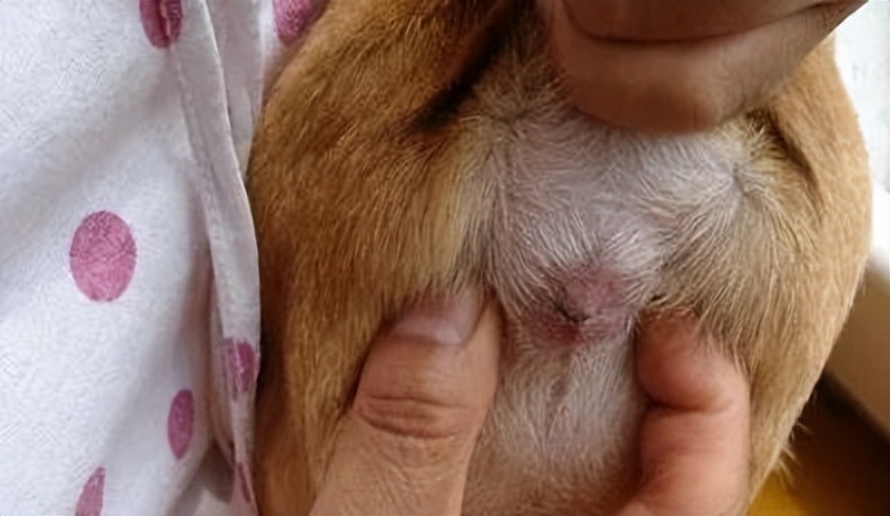 天气热了狗狗身上怎么会烂,狗狗生病身上很臭怎么办