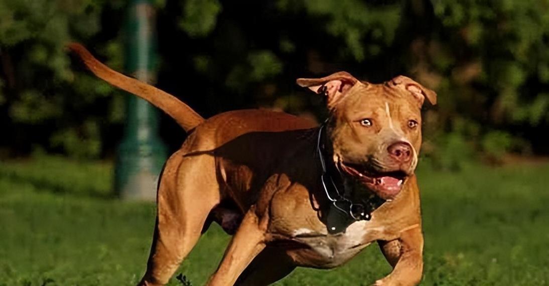 被狗追咬自救的方法,假如被狗追如何避免被咬