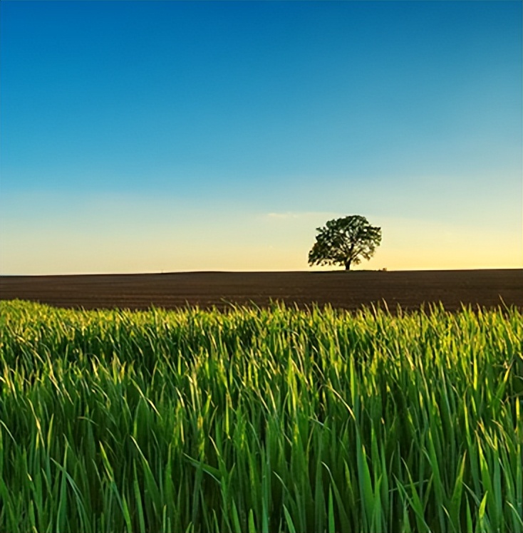 次新农业超跌股,次新股低位巨阴洗盘