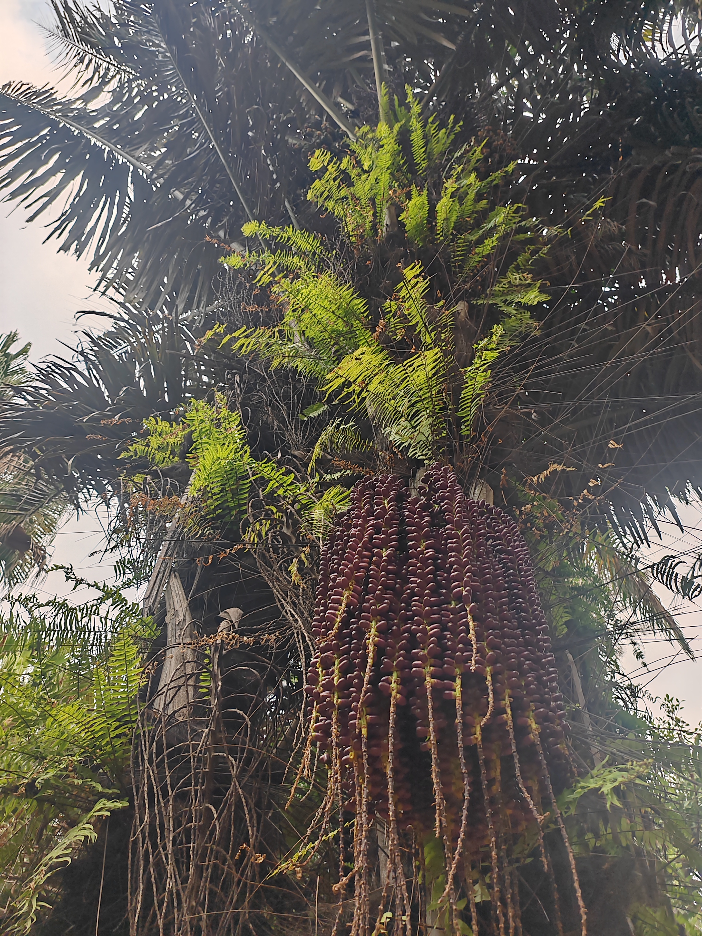 西双版纳曼听园攻略,云南西双版纳打卡曼听公园