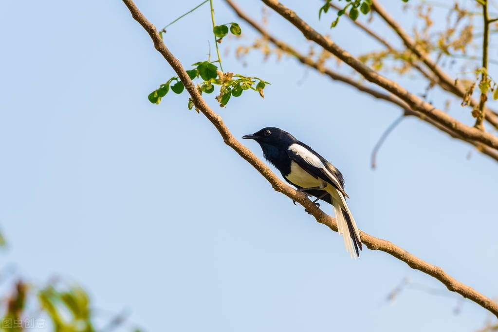 农村喜鹊在房顶,农村喜鹊越来越少