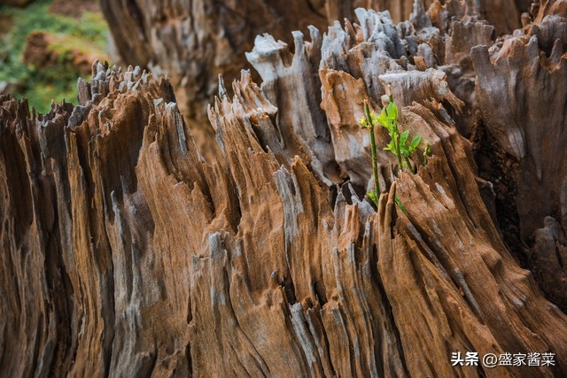 巴布亚沉香香料,沉香最好的香料