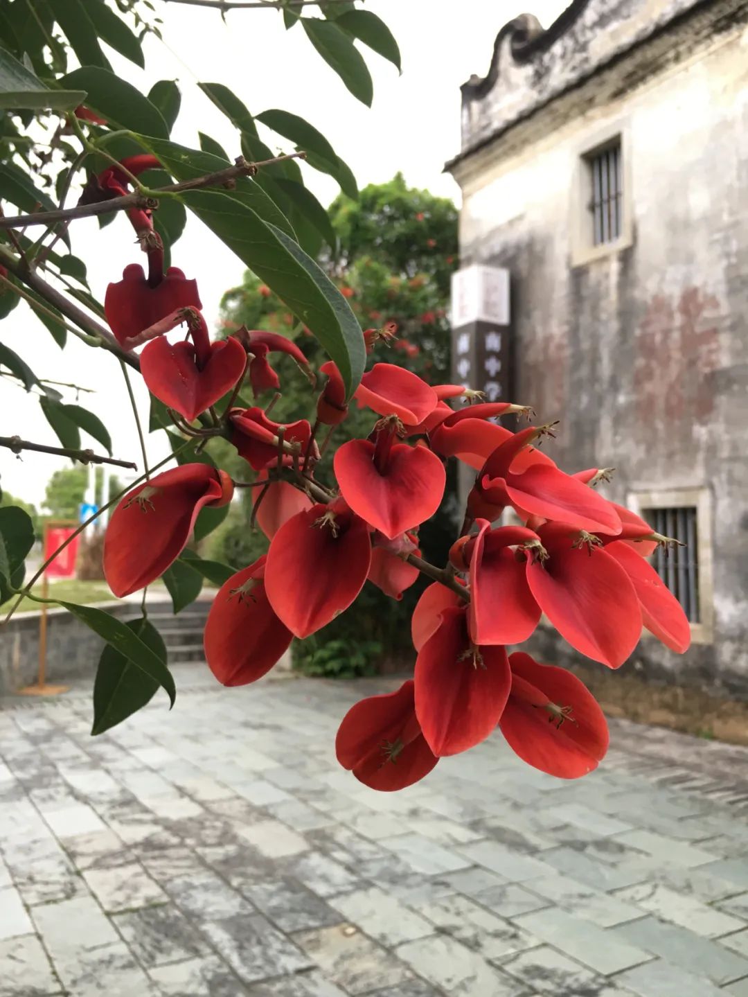 旭光车行雅迪电动车,旭光单车