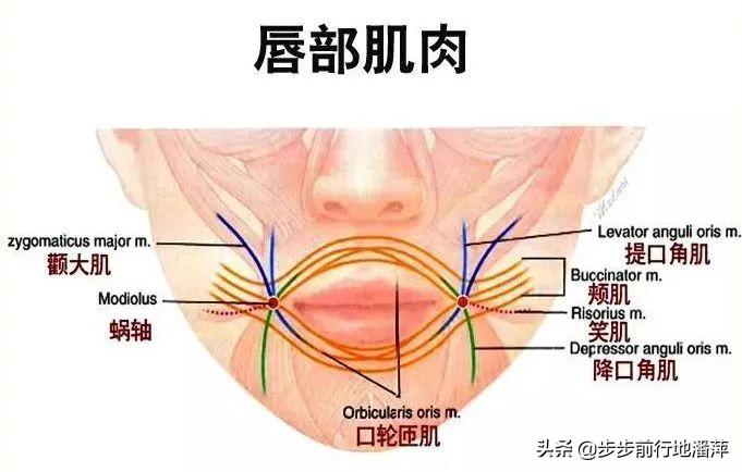 水润嫩滑的嘴唇,水润的嘴唇和干瘪的嘴唇对比