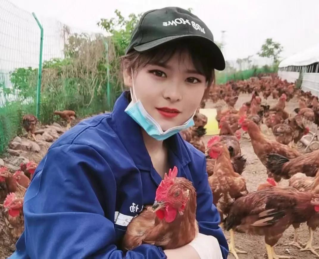 凤翔虢镇养鸡户,宝鸡凤翔养鸡