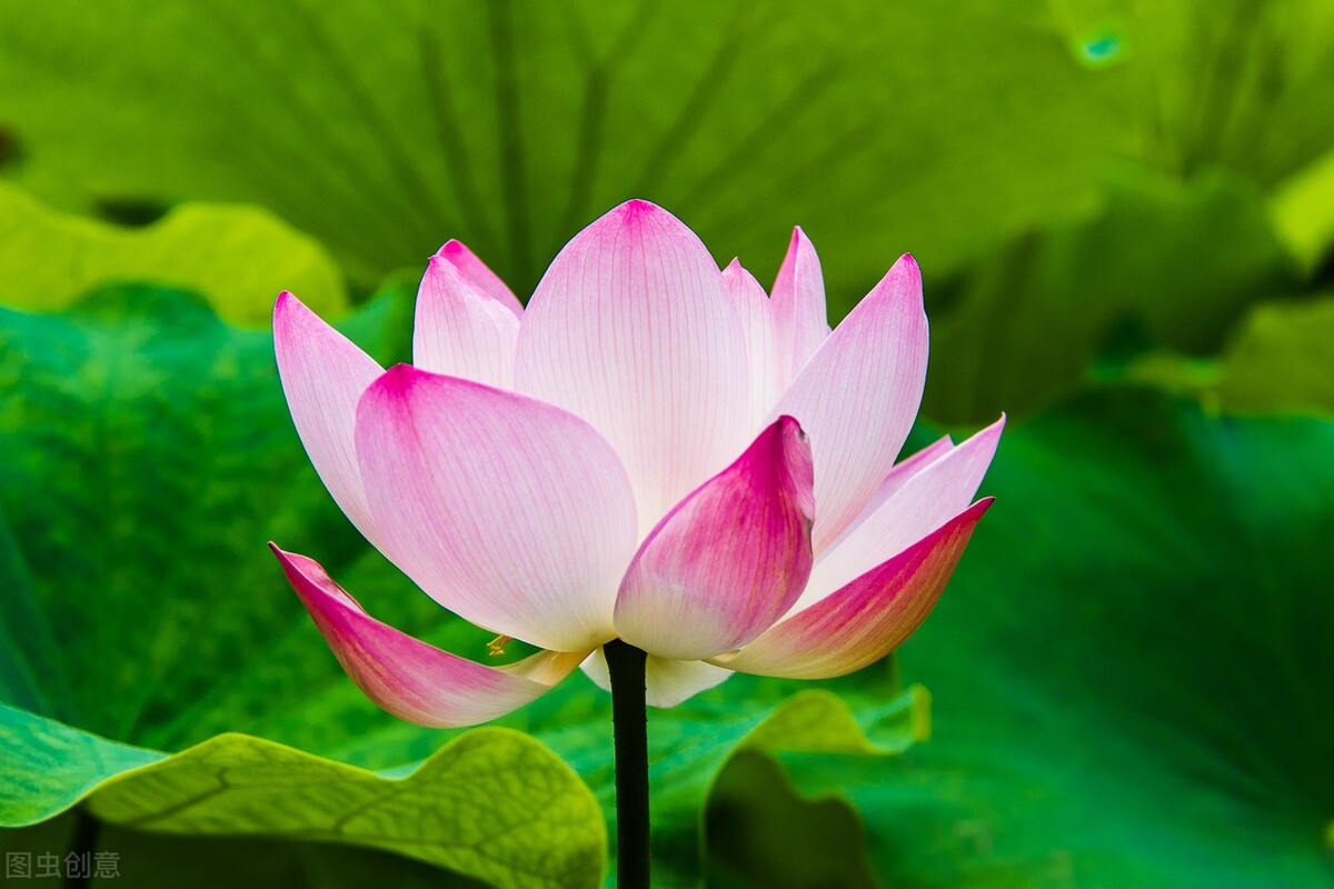 晓出净慈寺送林子方教案设计意图,晓出净慈寺送林子方10分钟教案