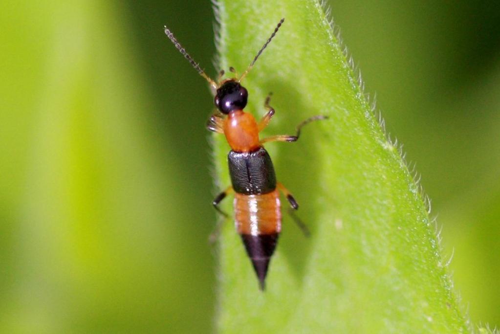 仓鼠咬人全身皮肤变成火龙果事件,杭州一女子买仓鼠得恙虫病