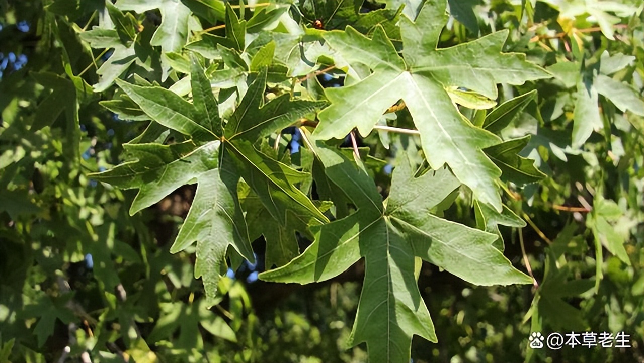 苏合香真假,苏合香哪个产地的最好