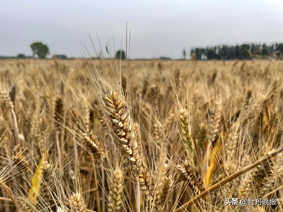 菏泽收麦最新信息,菏泽80年代收麦流程