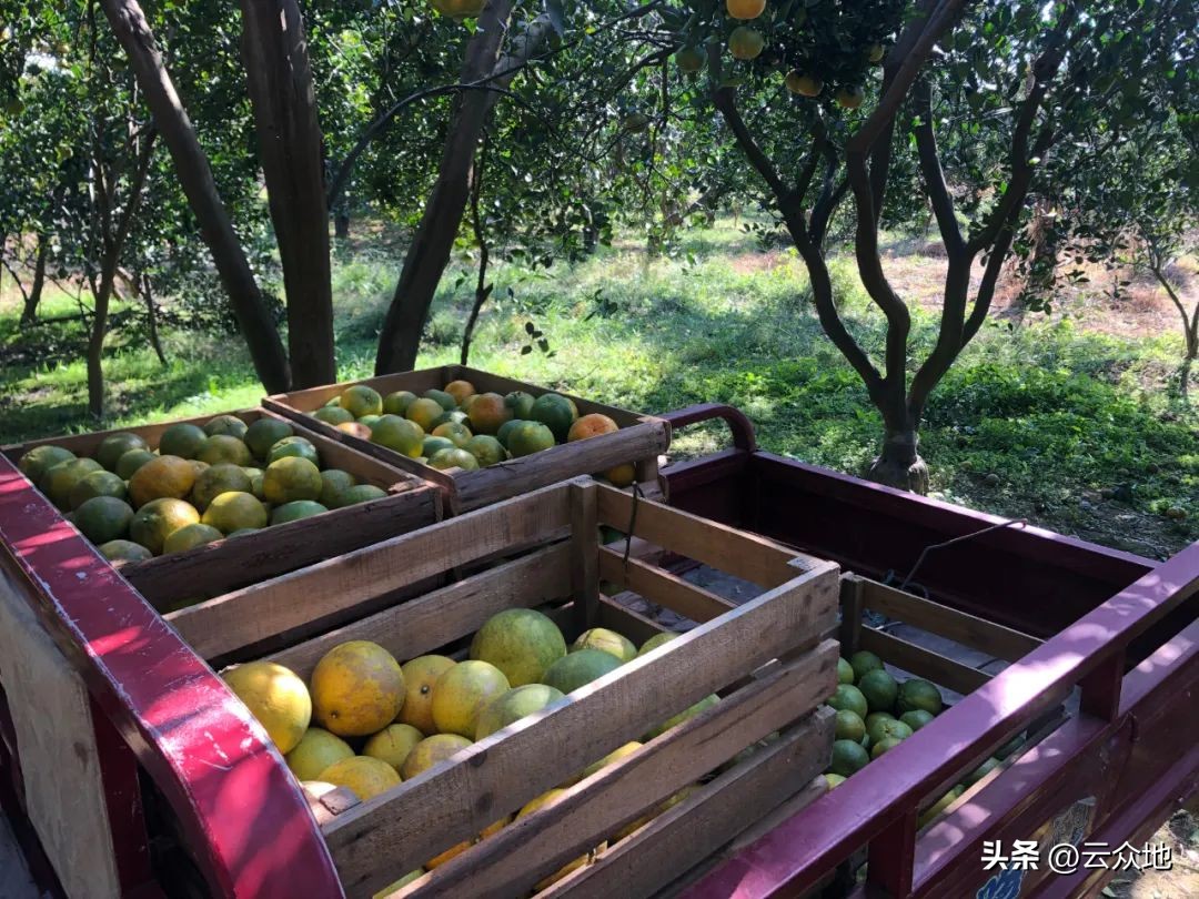 橘子摘果技术,采橘子方法