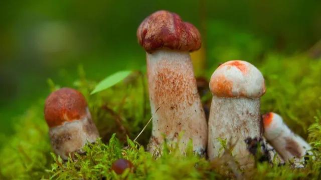 我和儿子干妈钻小树林的那些事儿