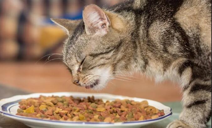 618猫粮啥时候买最优惠,领先猫粮618活动多少钱