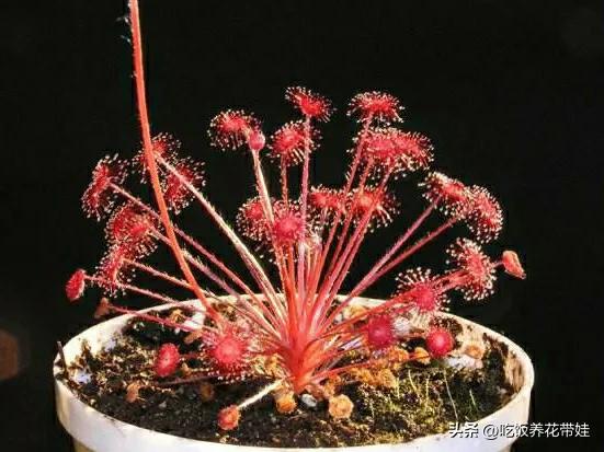 植物中的捕猎高手,植物界的捕猎大师