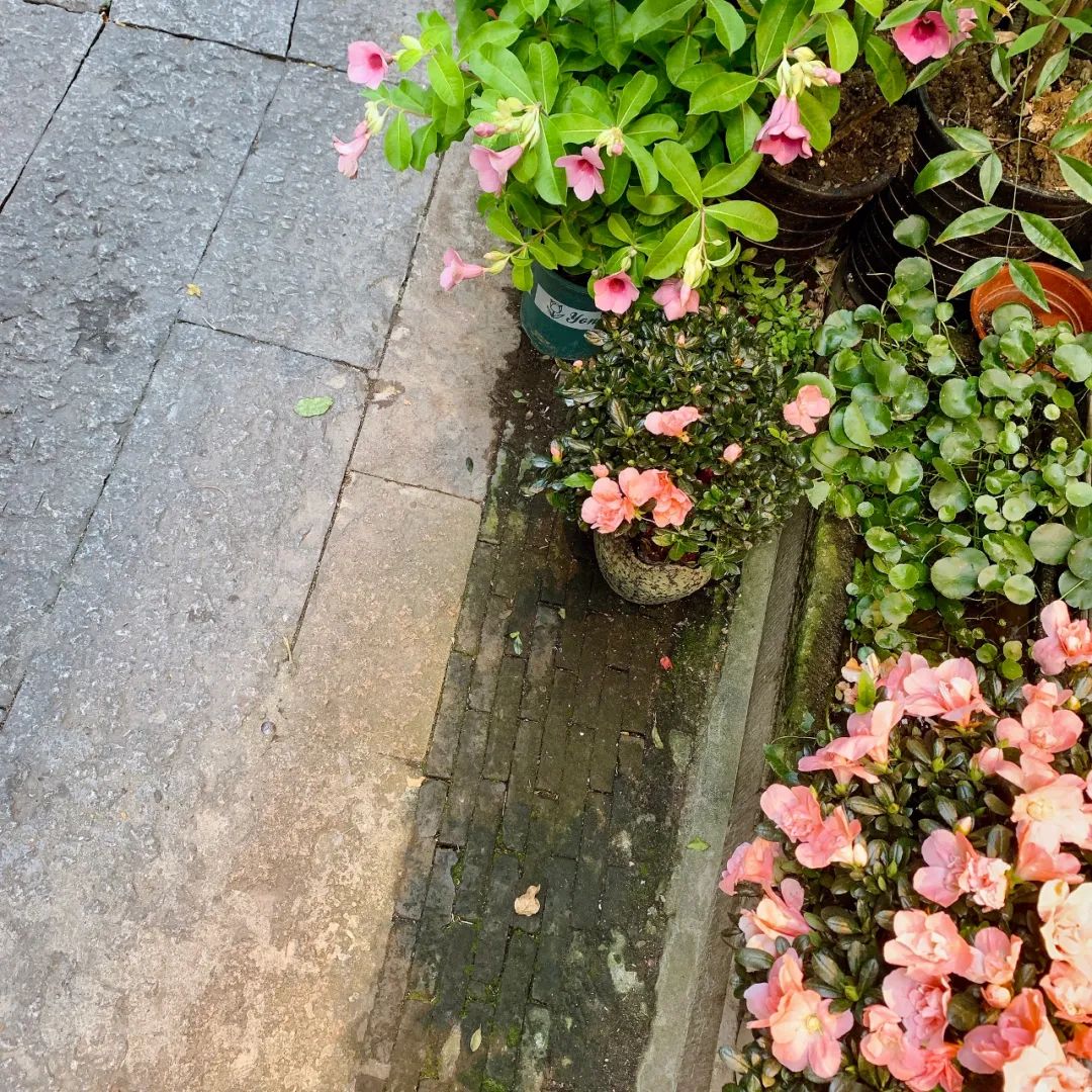 朱家角古镇一日游最佳攻略,朱家角什么好吃