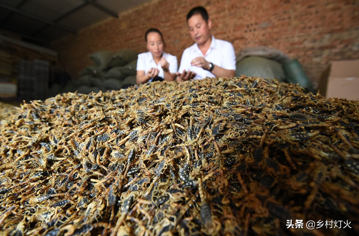 蝎子养殖可靠吗,蝎子养殖好项目是什么