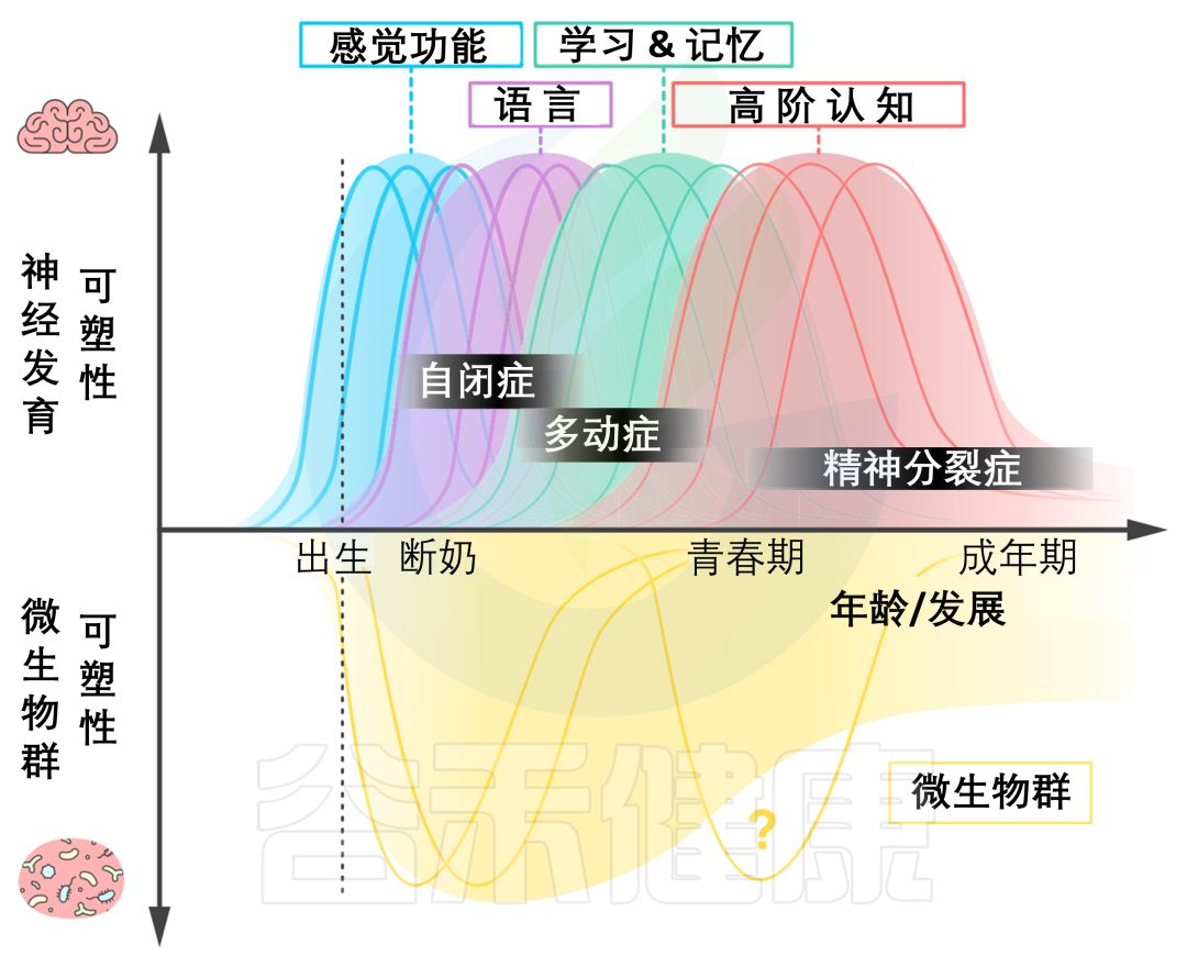 一文涵盖:宝宝大脑发育差异背后肠道菌群的故事
