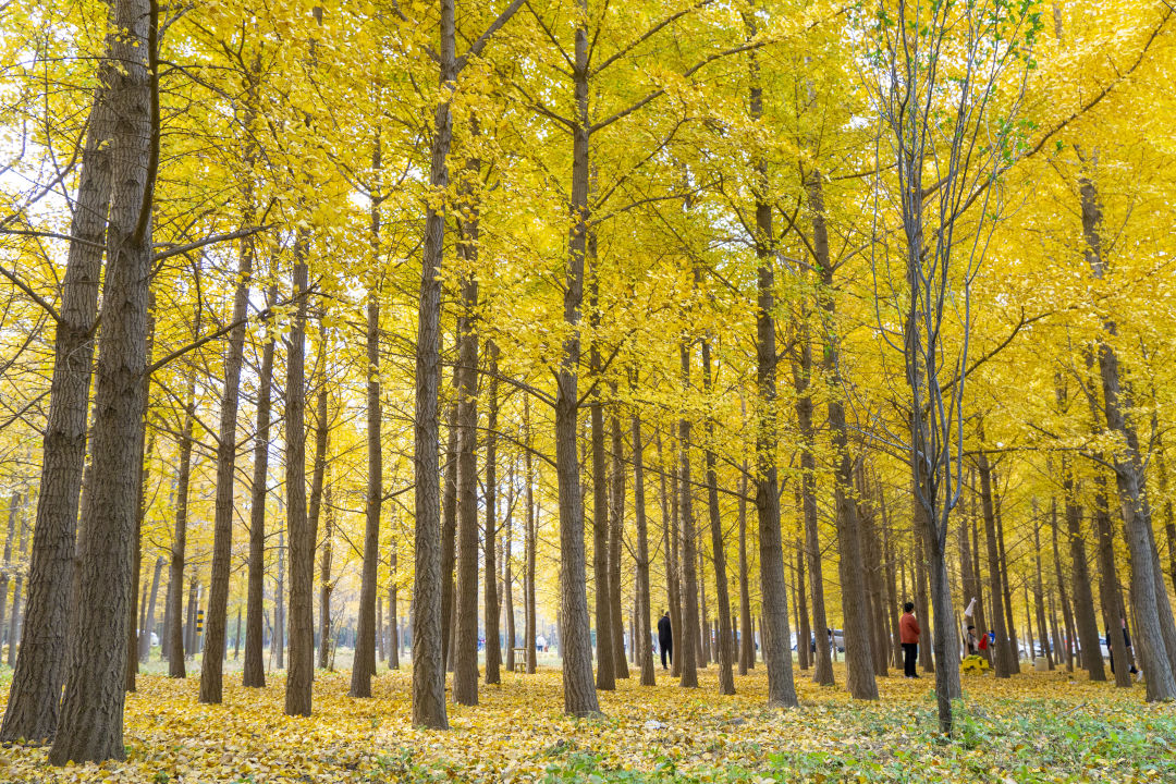 济南小众但是值得一去的地方,济南小众打卡圣地冬季