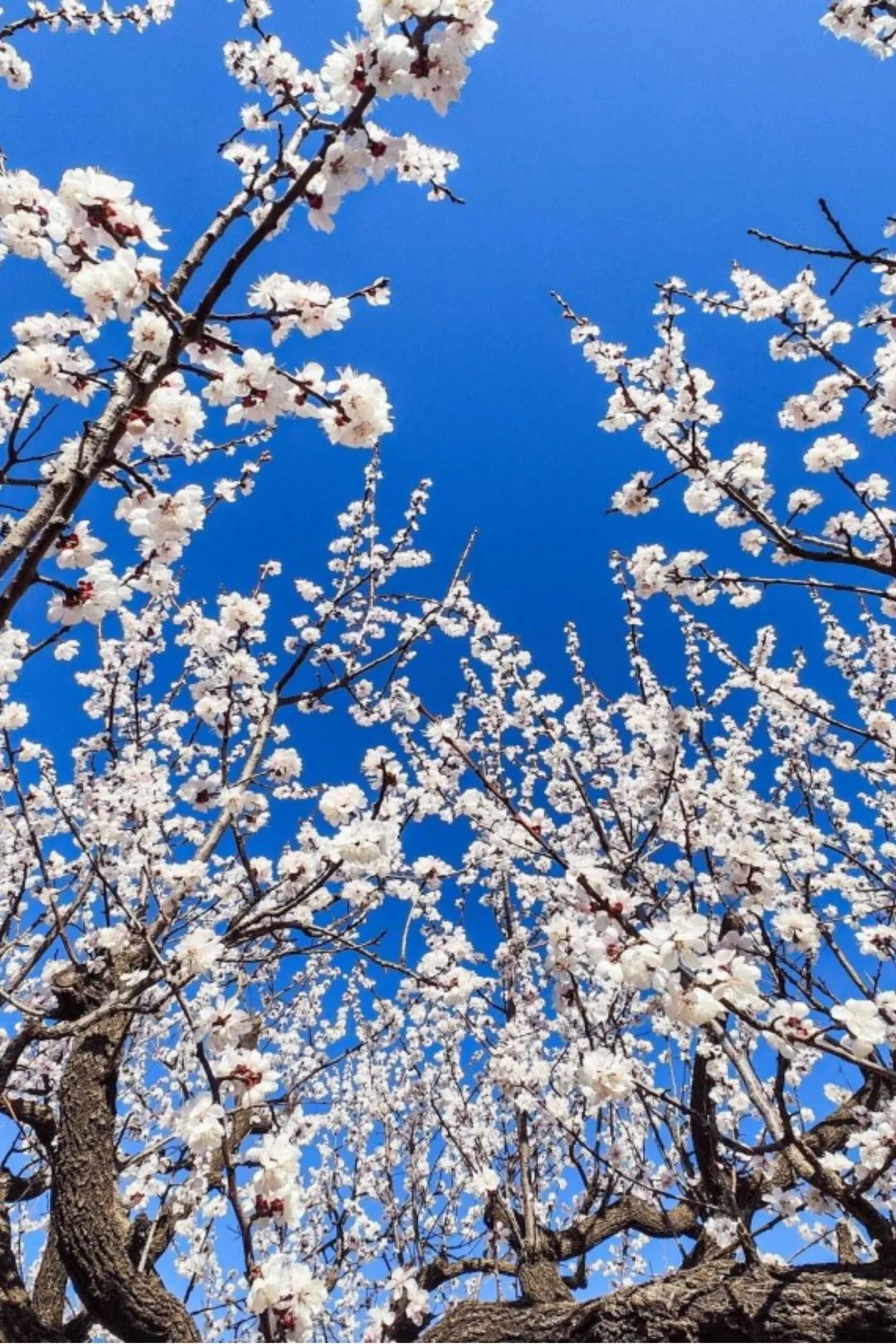 济南这个周末适合哪里赏花,济南春天赏花好去处