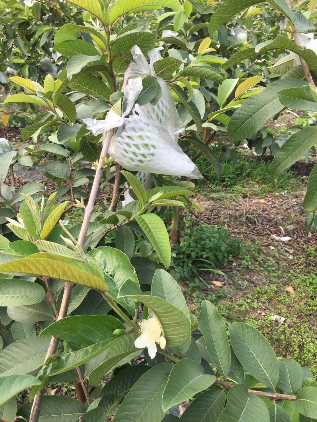 旭光车行雅迪电动车,旭光单车