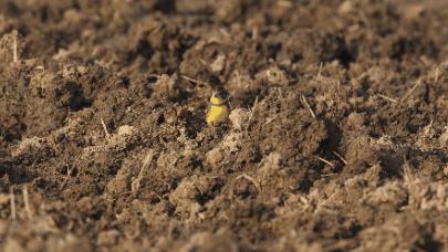 鸟人图鉴│守护稻田里的精灵，甄军寻找黄胸鹀