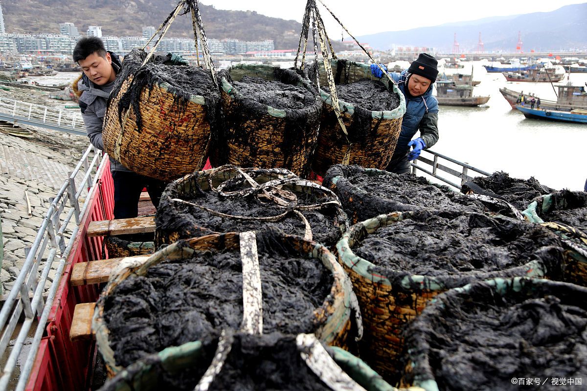 广东珠海特产好吃,珠海十大名菜芝士香蚝
