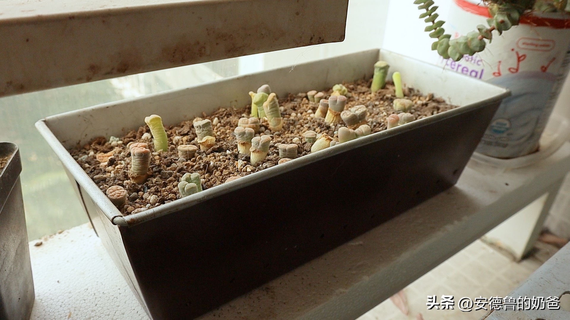 比蛋糕简单还好吃的方法,可可戚风蛋糕教程8寸配方