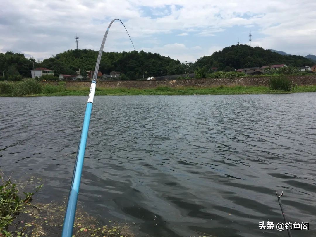 水里鱼特别多但是钓不到,浅水鱼多为什么不咬钩