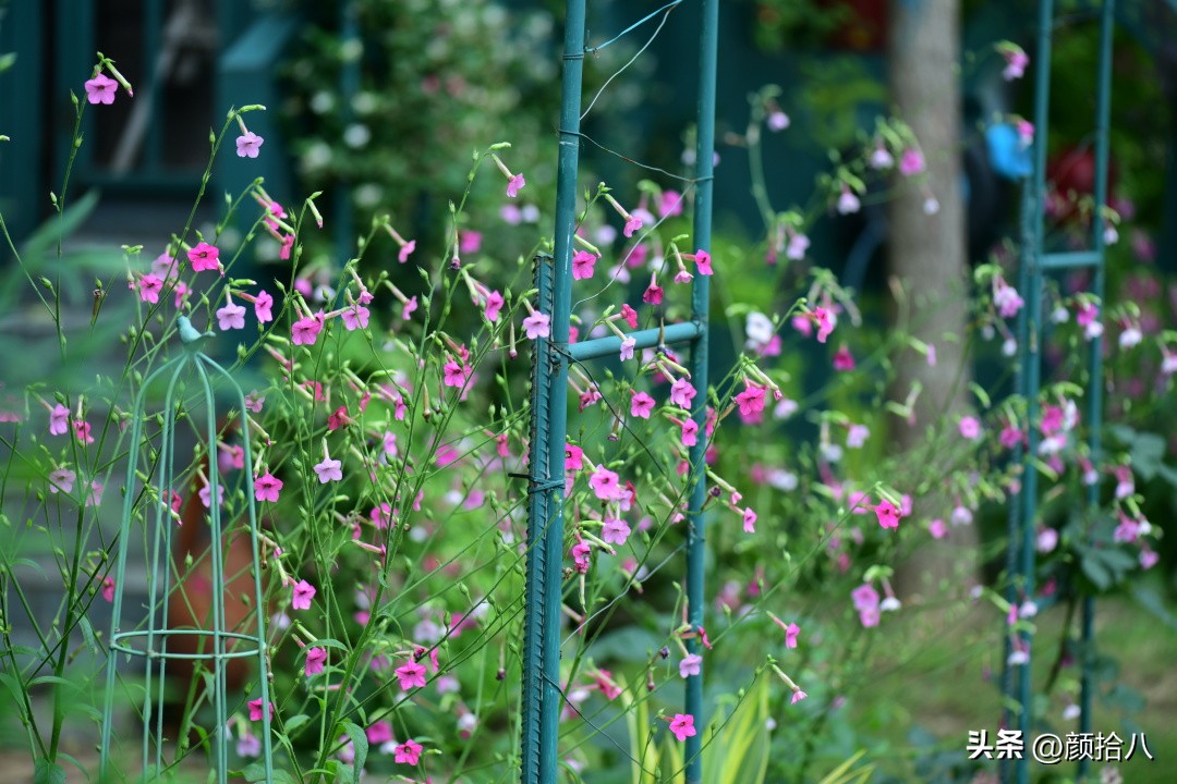 冬天开花的室外花卉盆栽,温室盆栽观花花卉植物