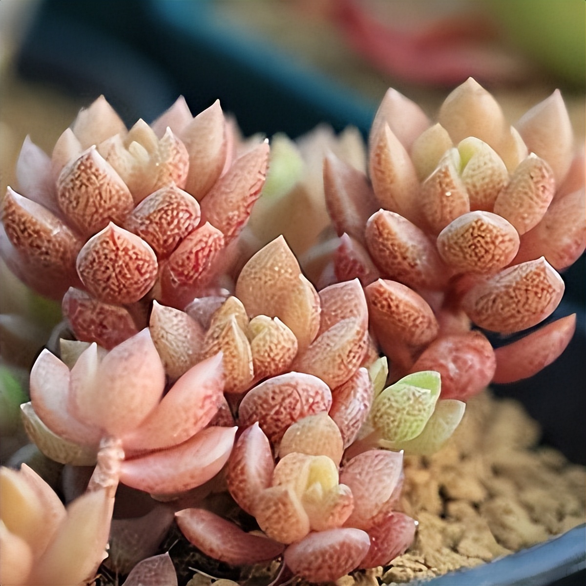 102个大类近500个多肉植物图片，都极其美丽，建议在家中也养一盆