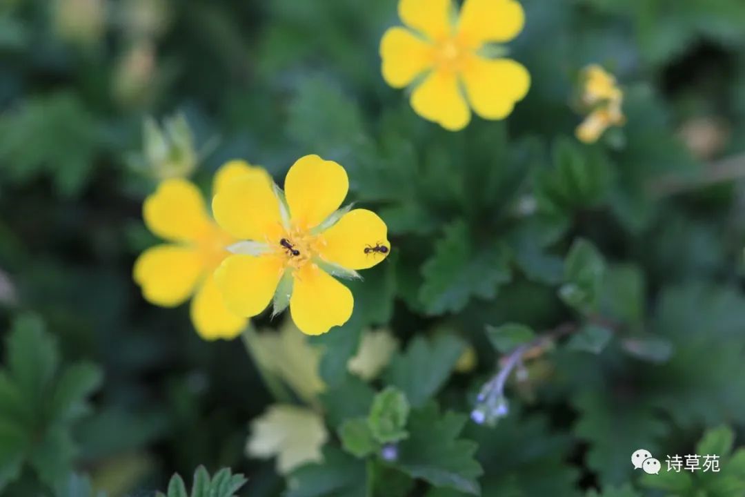 蚂蚁为什么晴天采蜜,蚂蚁在采蜜
