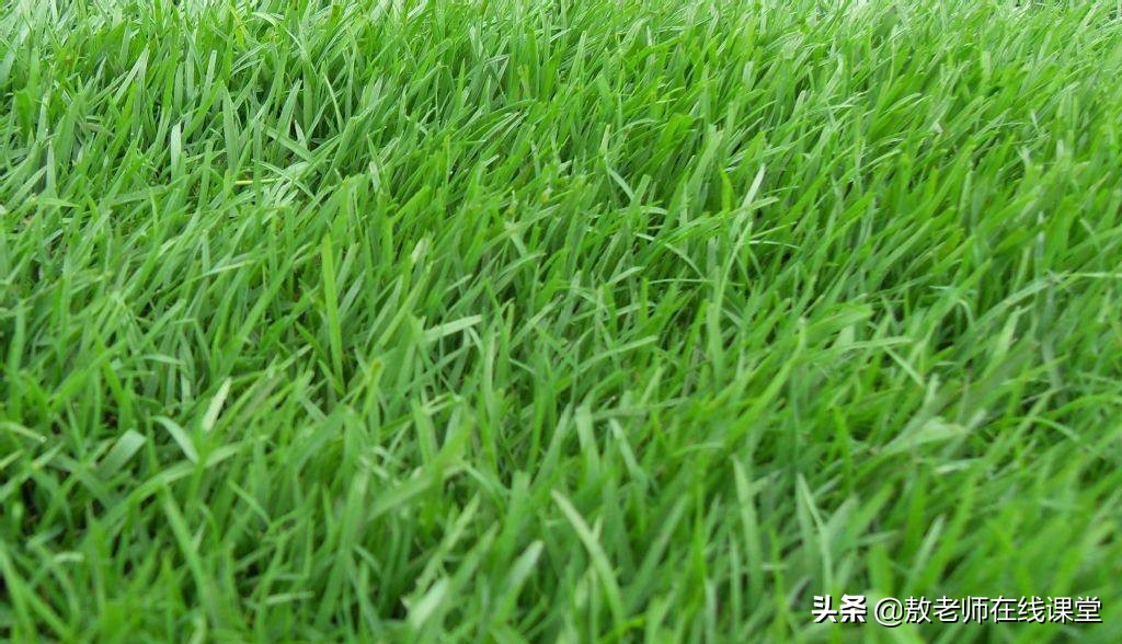 草坪园林景观设计,园林景观和草坪景观区别