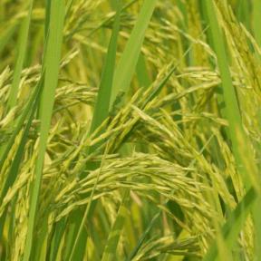 微度假|最美绿水青山线路！被深圳这片乡野田园治愈了