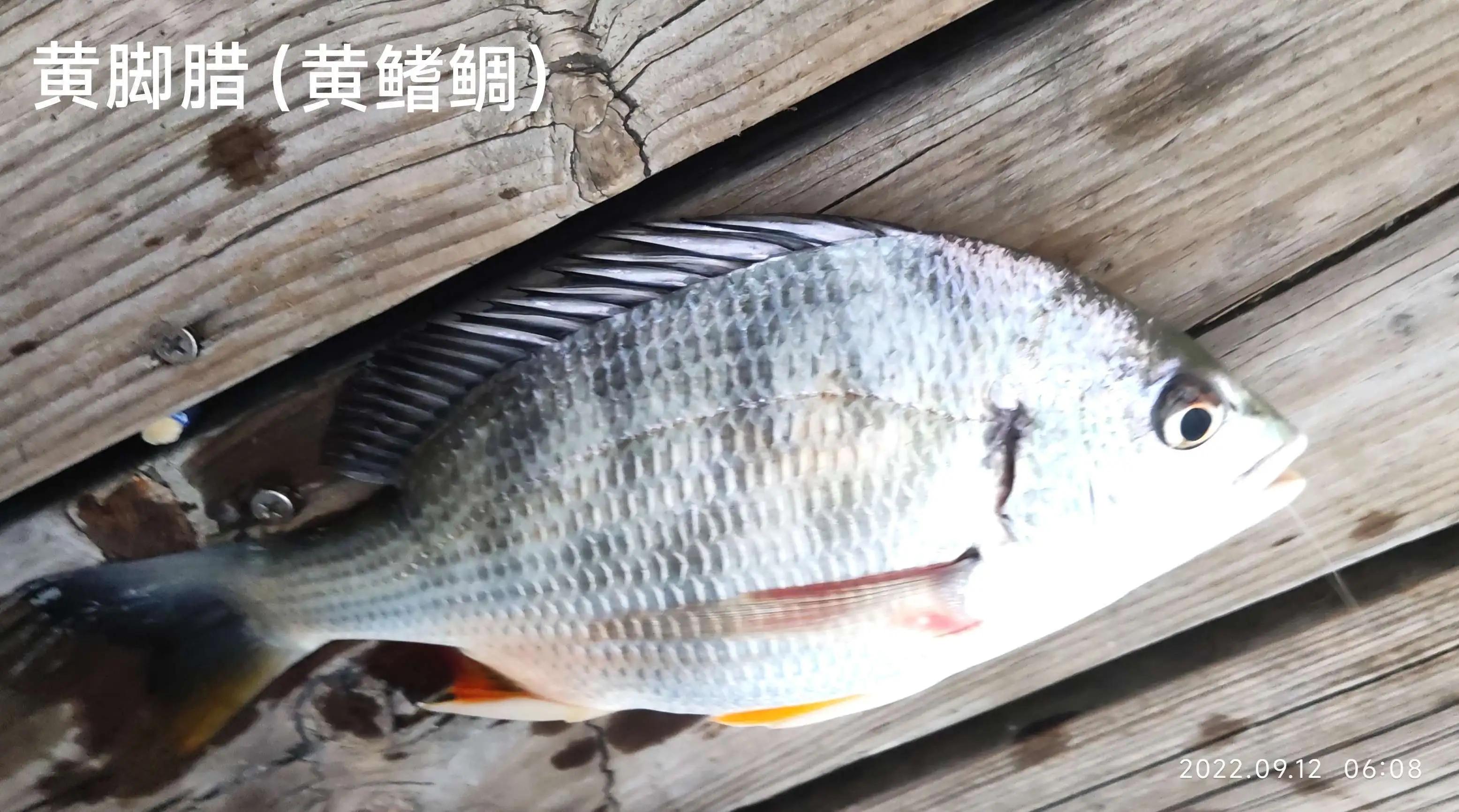 20种常见海鱼,十大常见野生海鱼