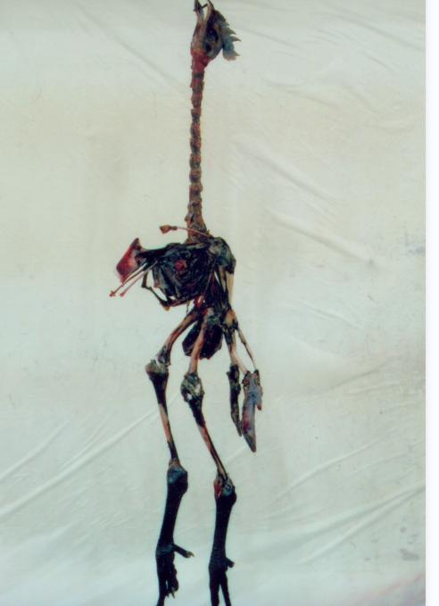 合川鸡肉抄手馅做法,合川美食打卡网红小吃