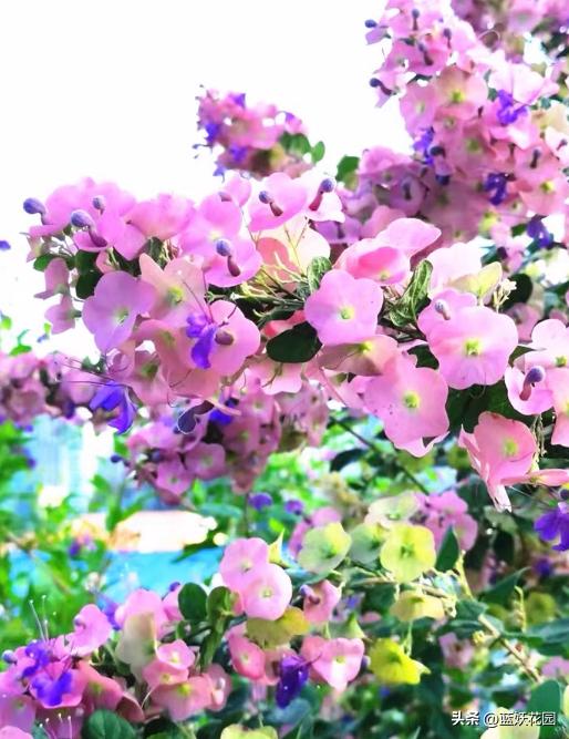 耐晒花期超长,耐晒花期长植物