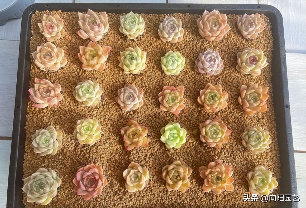 草炭和泥炭哪个更适合多肉,多肉不发根用什么