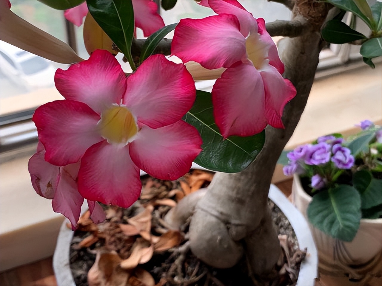 5种富贵花,7种家养富贵花