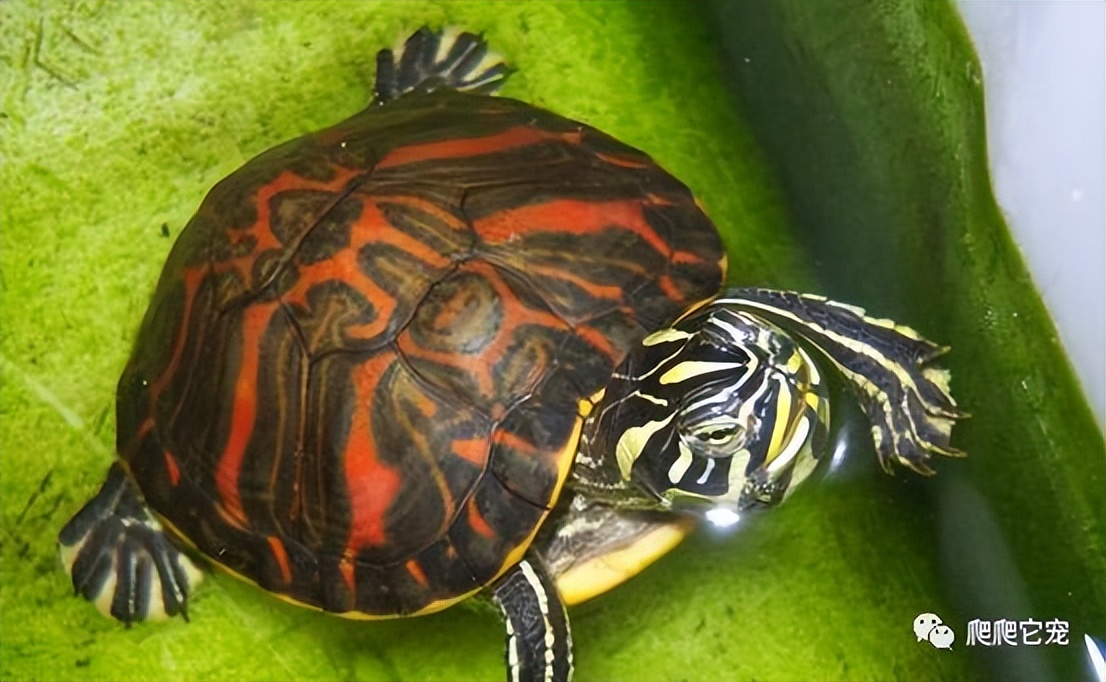 科普识龟十大最好养的龟类,龟类品种大全黑山龟