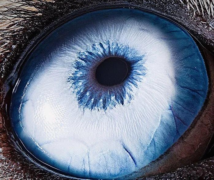 显微镜下的十大生物,显微镜下看到的各种不同样的生物