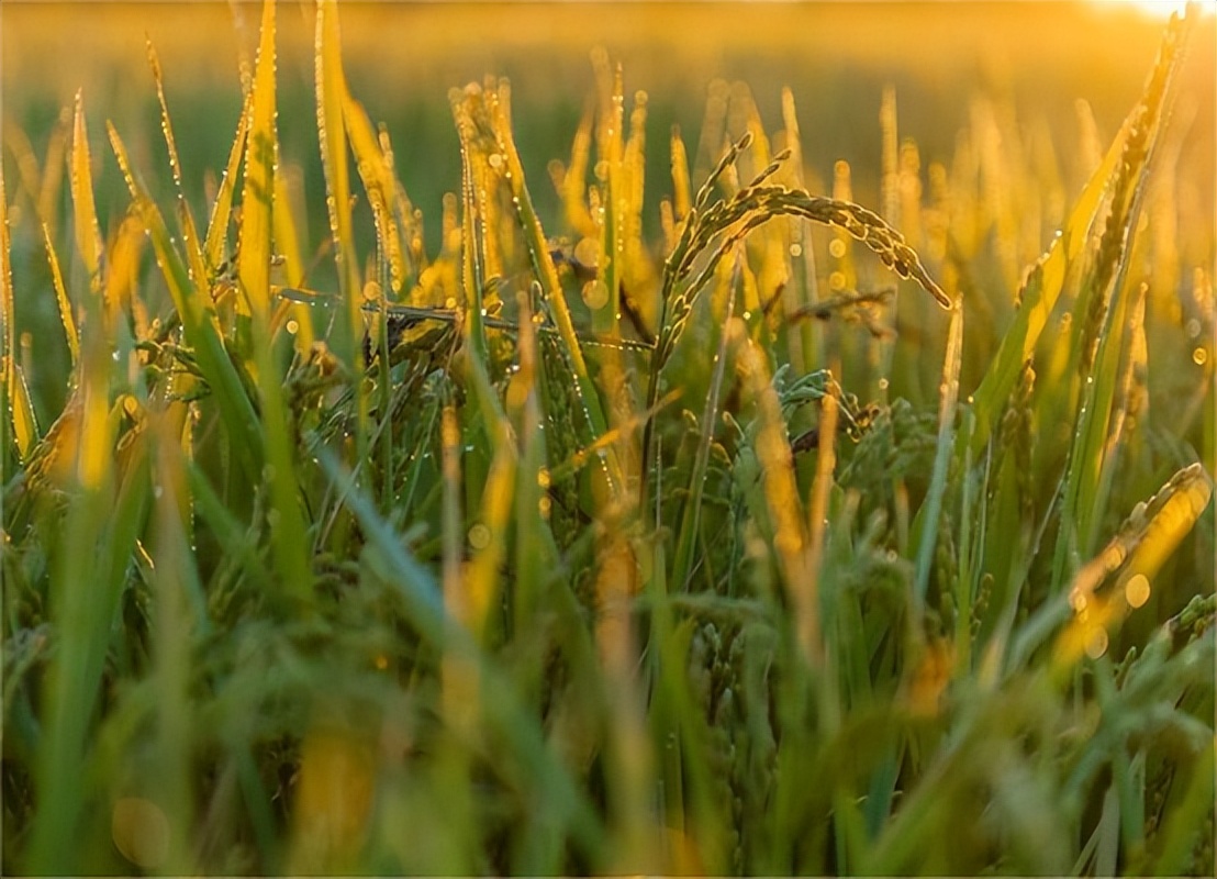 2020越南大米出口中国有多少,越南大米出口价格创十年来新高