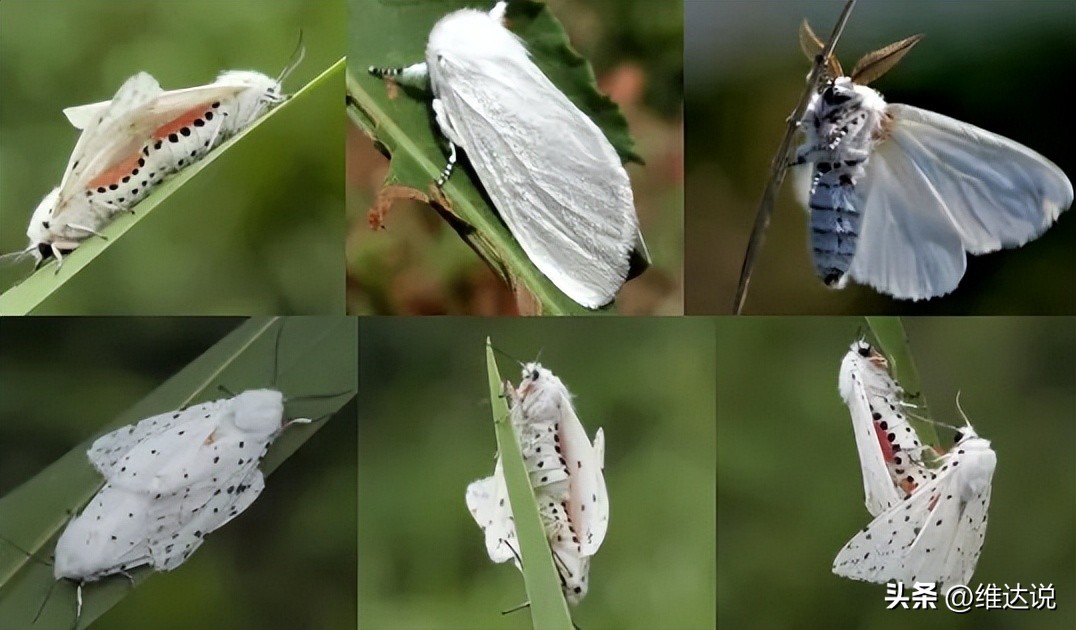 外来生物入侵鳄雀鳝怎么出现的,图说外来入侵物种鳄雀鳝