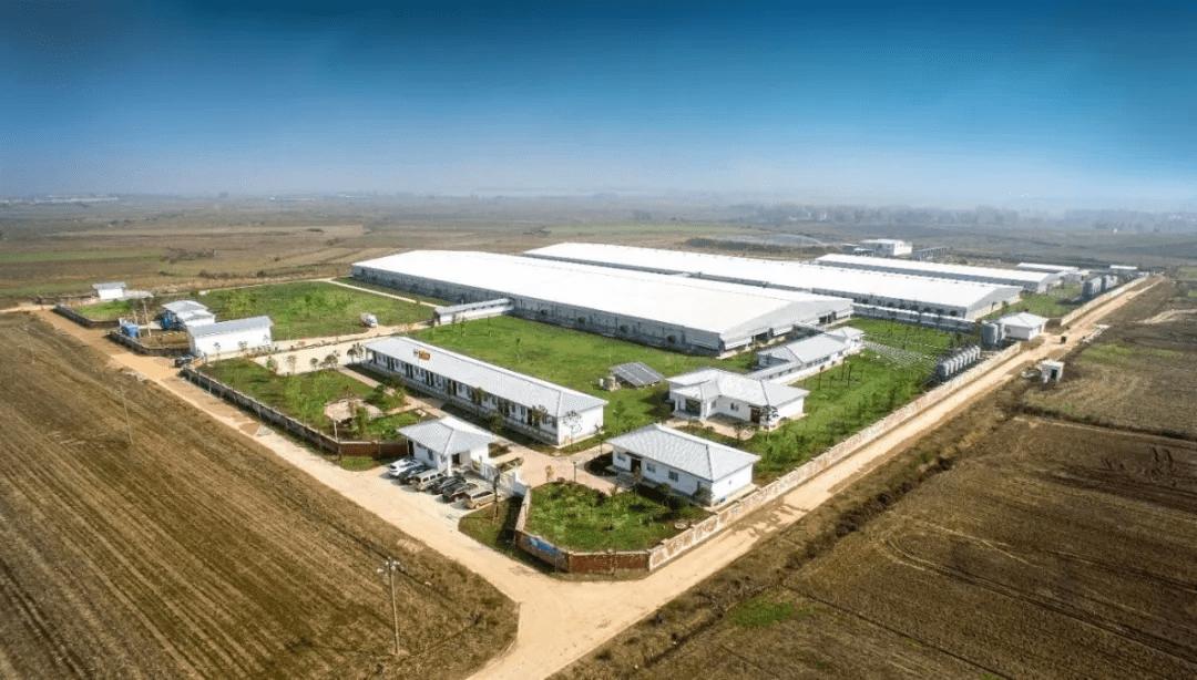 正大集团猪肉怎么样,正大猪肉和普通猪肉