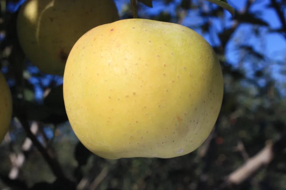 破壁机怎么打苹果汁不变色,苹果汁怎样做才不会氧化